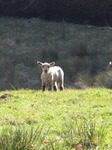 SX12836 Little white lamb in field.jpg